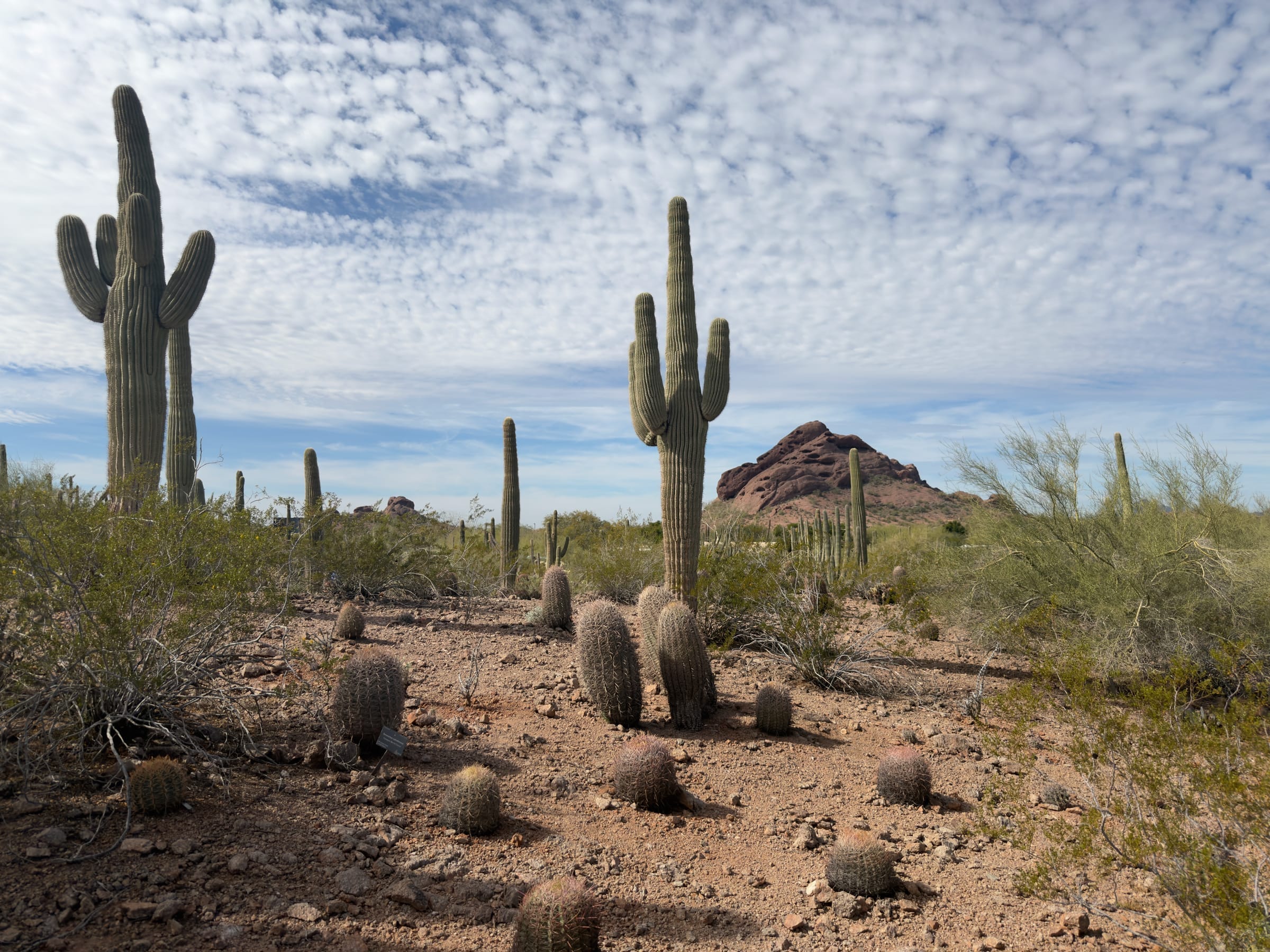 Saguaro cacti in the desert landscape