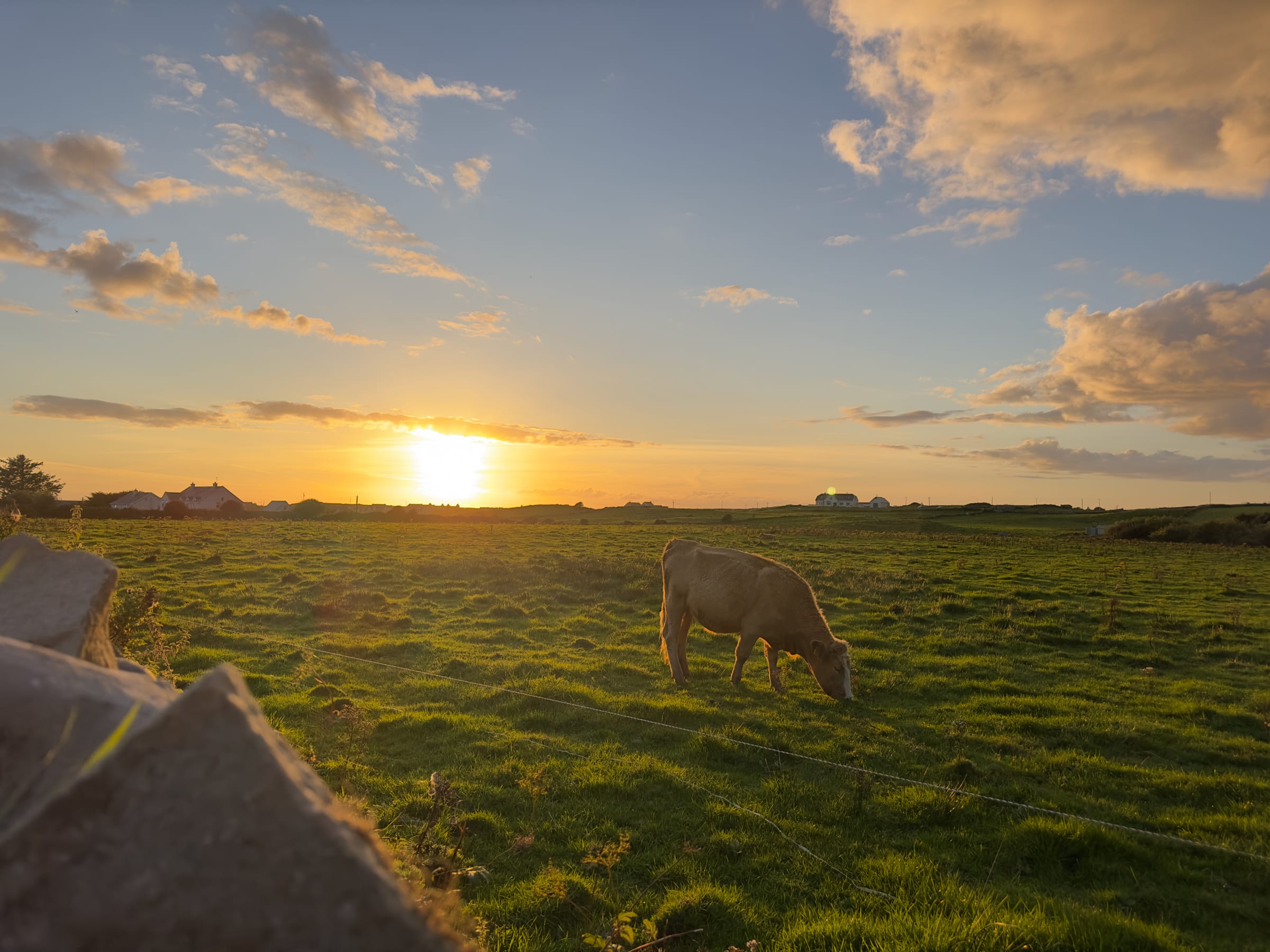 Cow grazing at sunset in Doolin