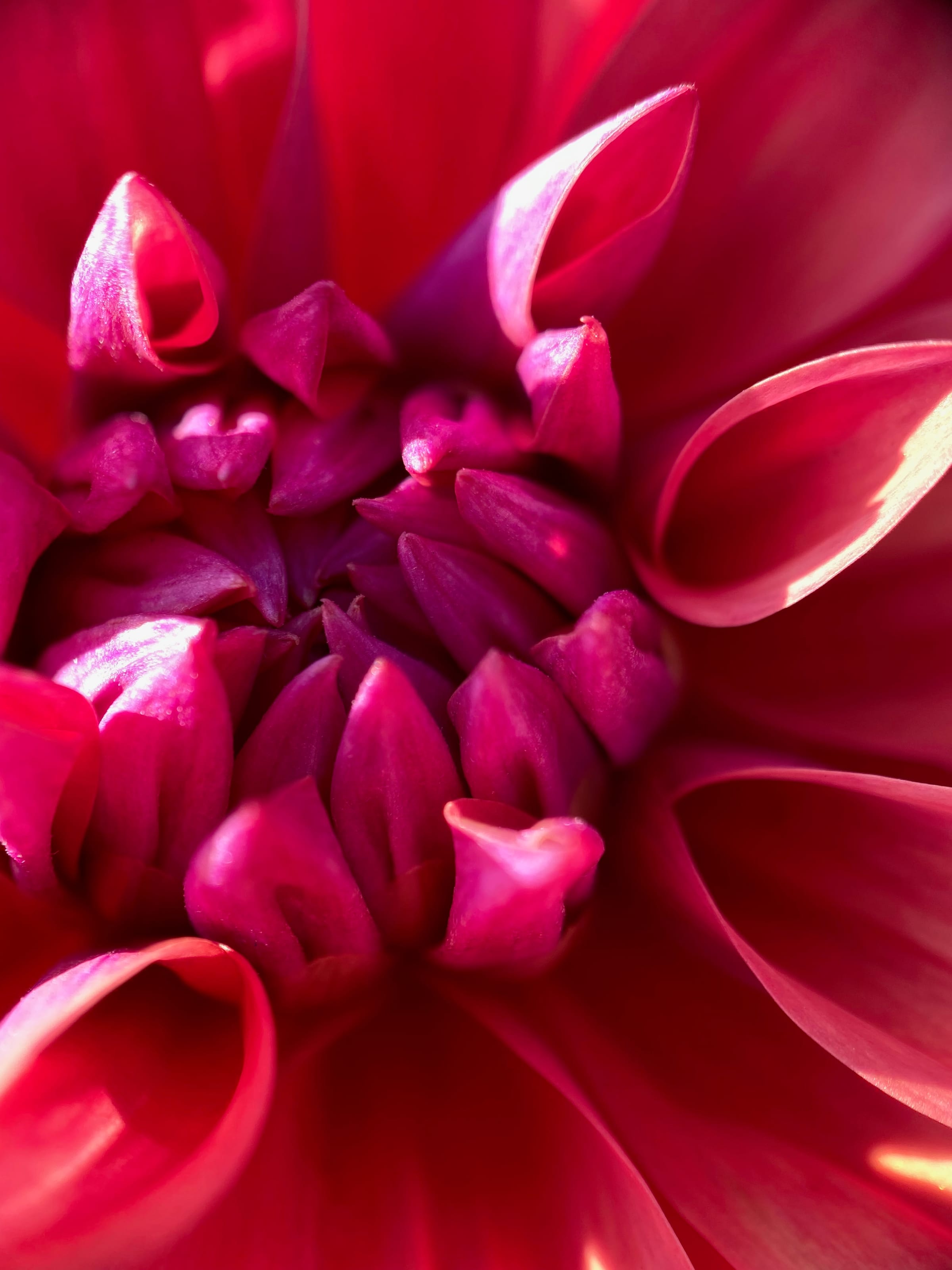Pink dahlia petals in close-up