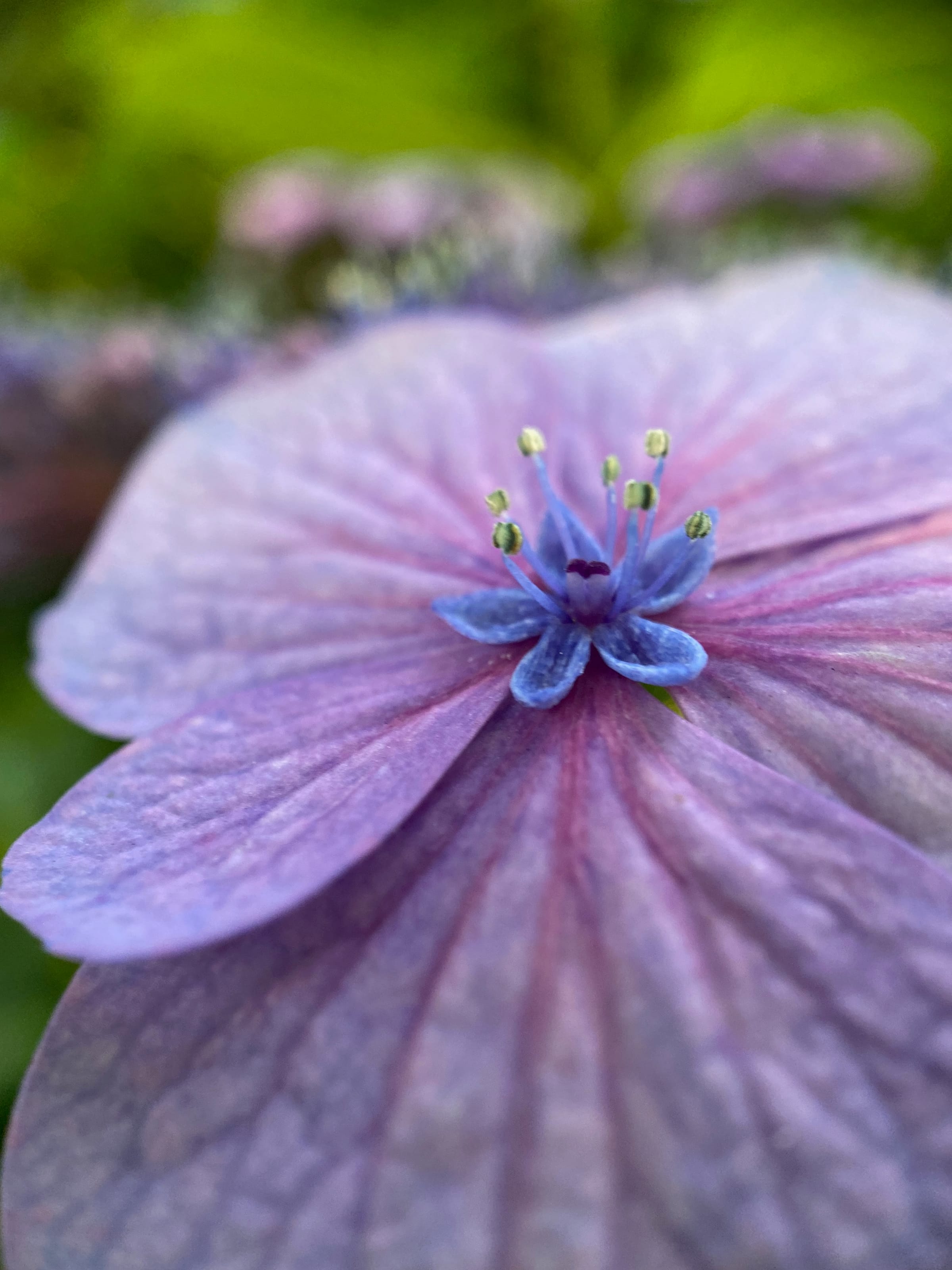 Purple hydrangea macro with blue center