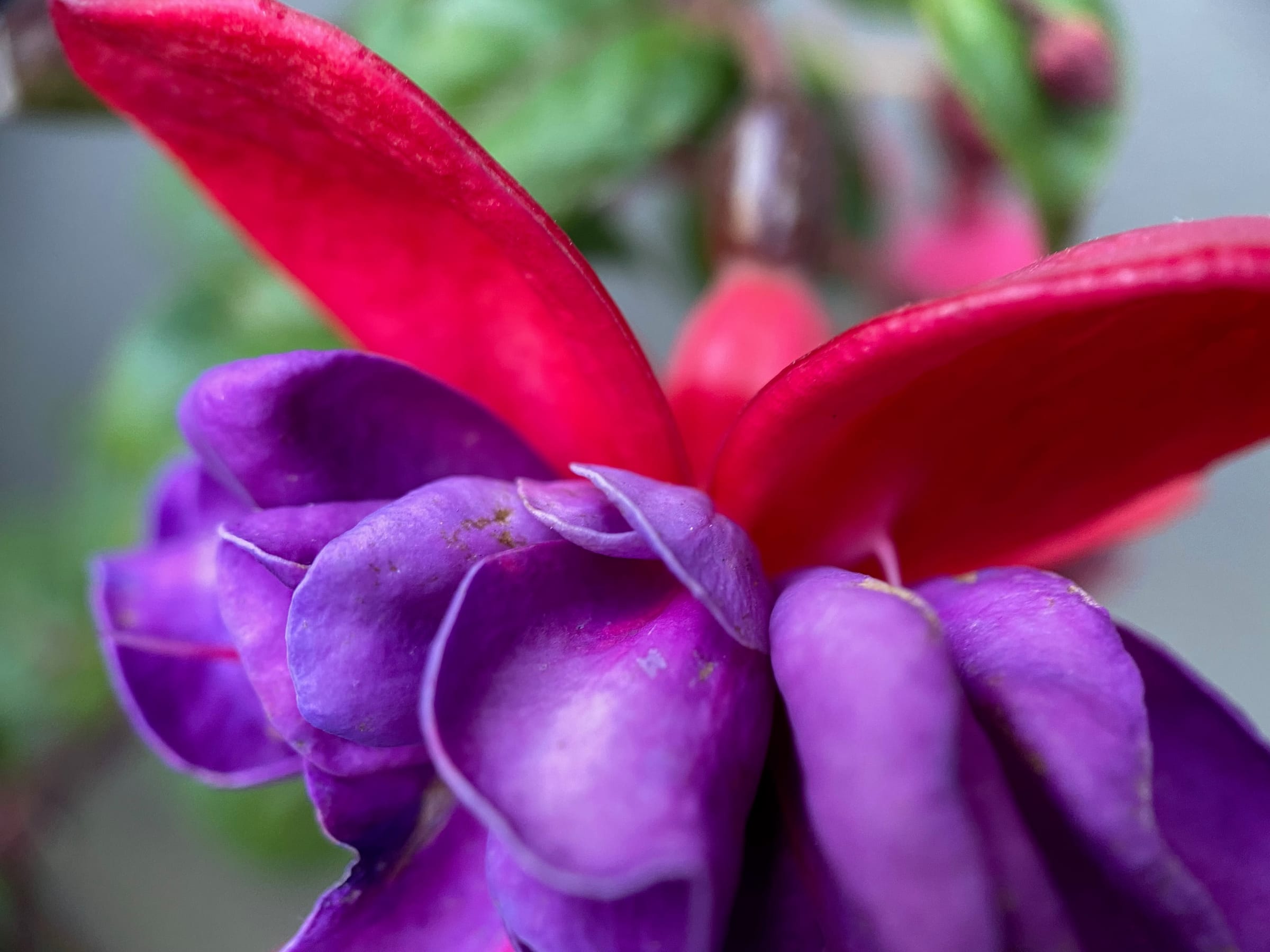Purple and red fuchsia blossom