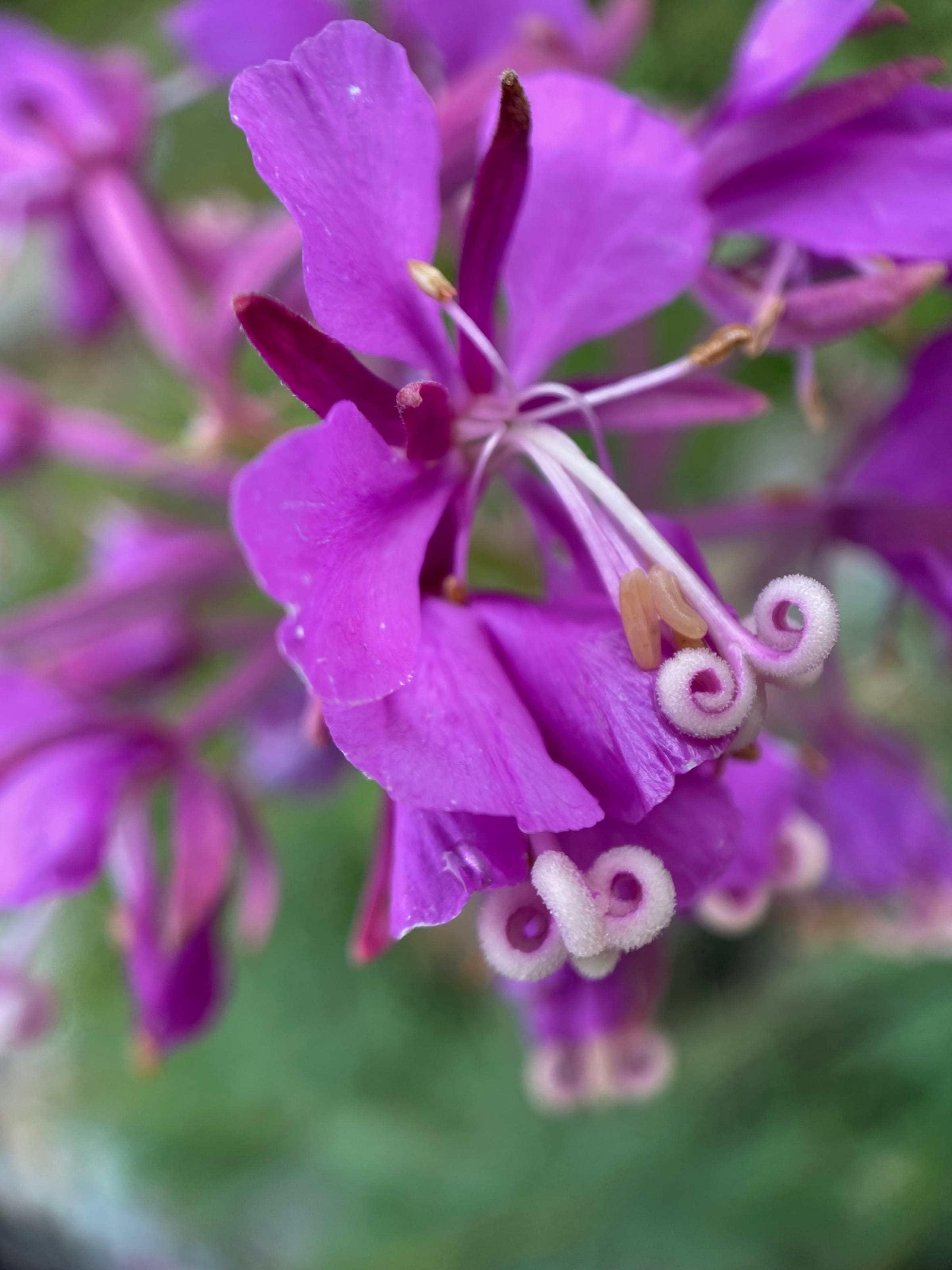 Purple fireweed with curled stamens