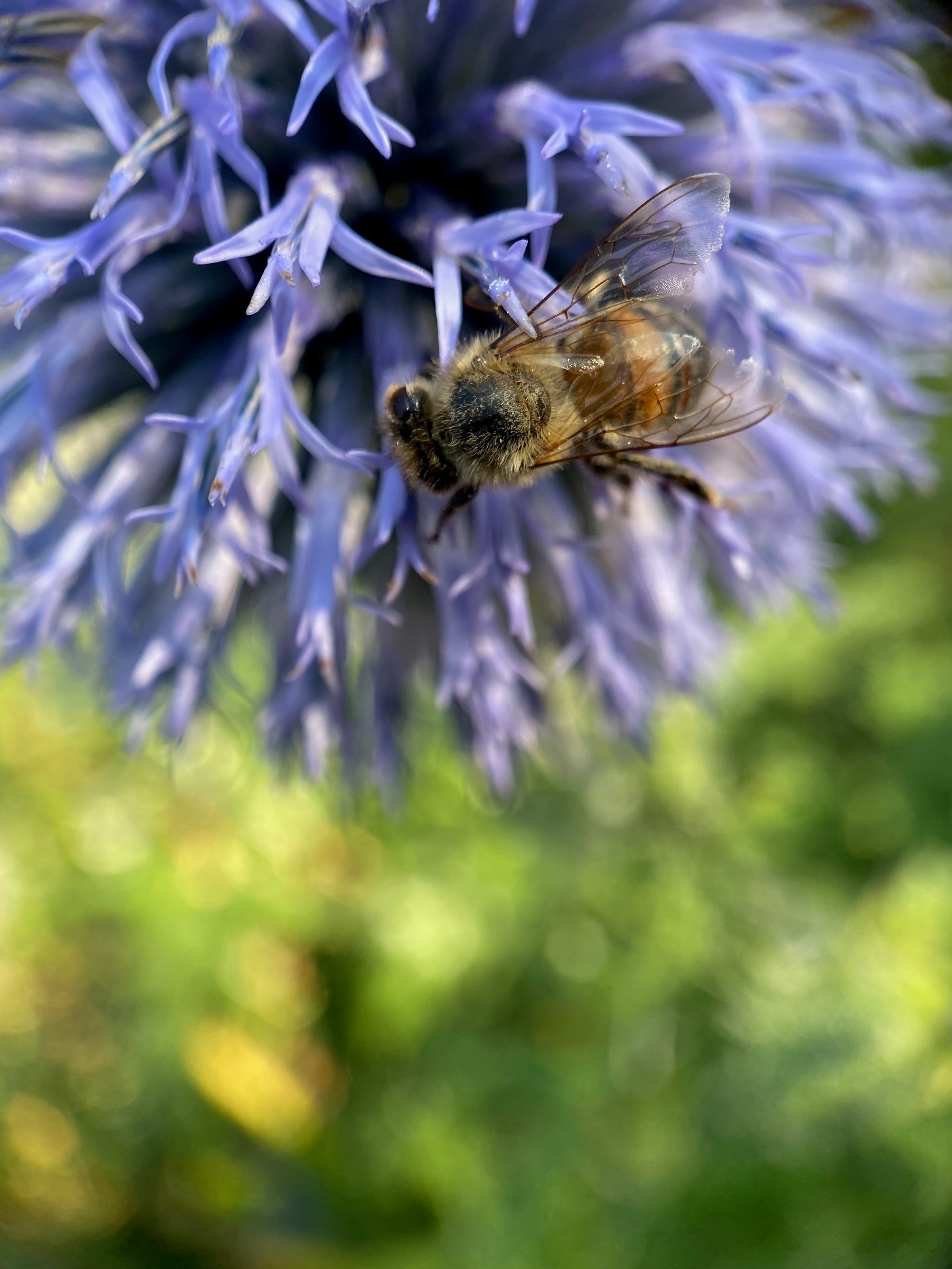Bee on a blue globe thistle