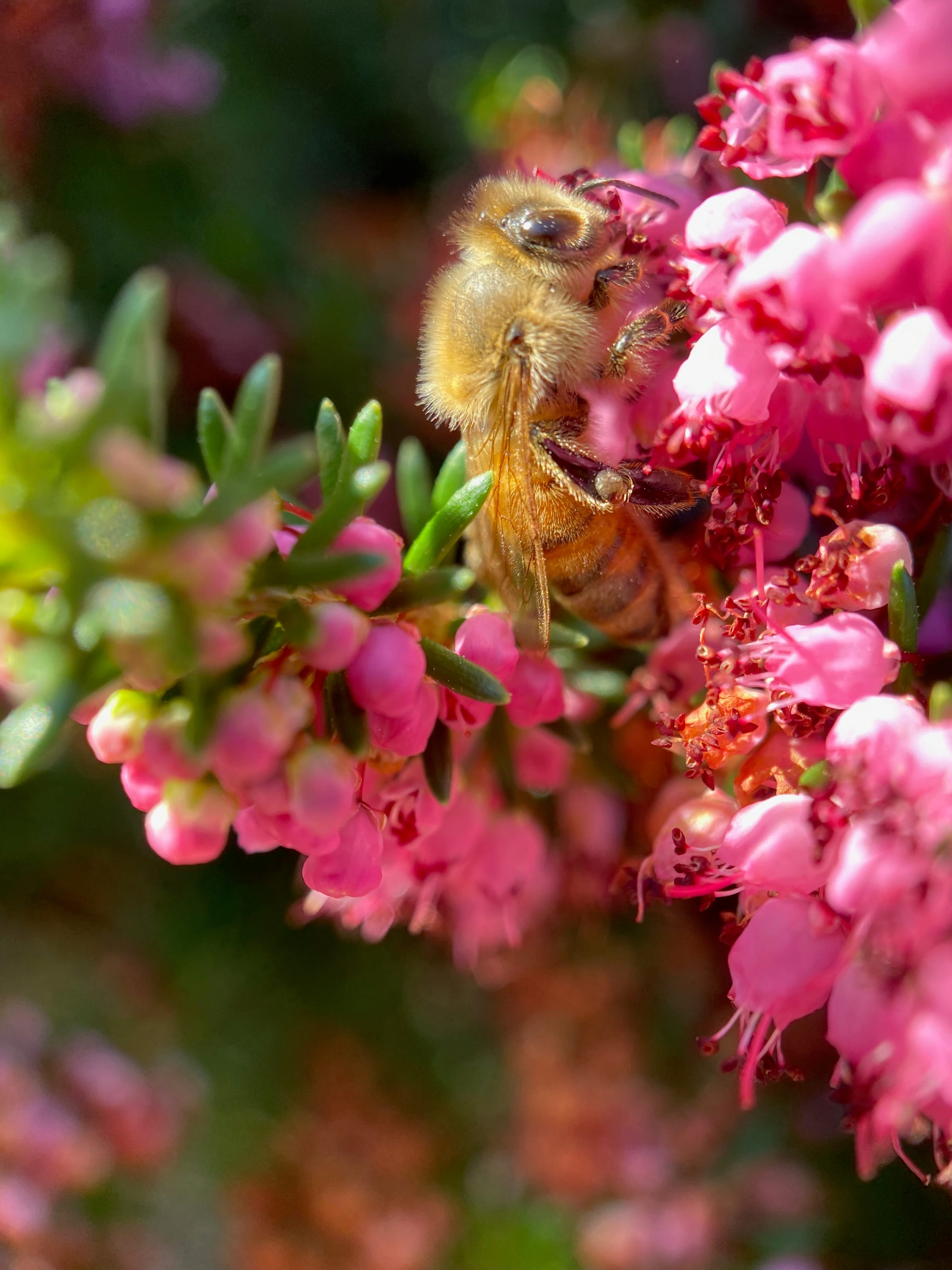 Honeybee on pink heather blossoms