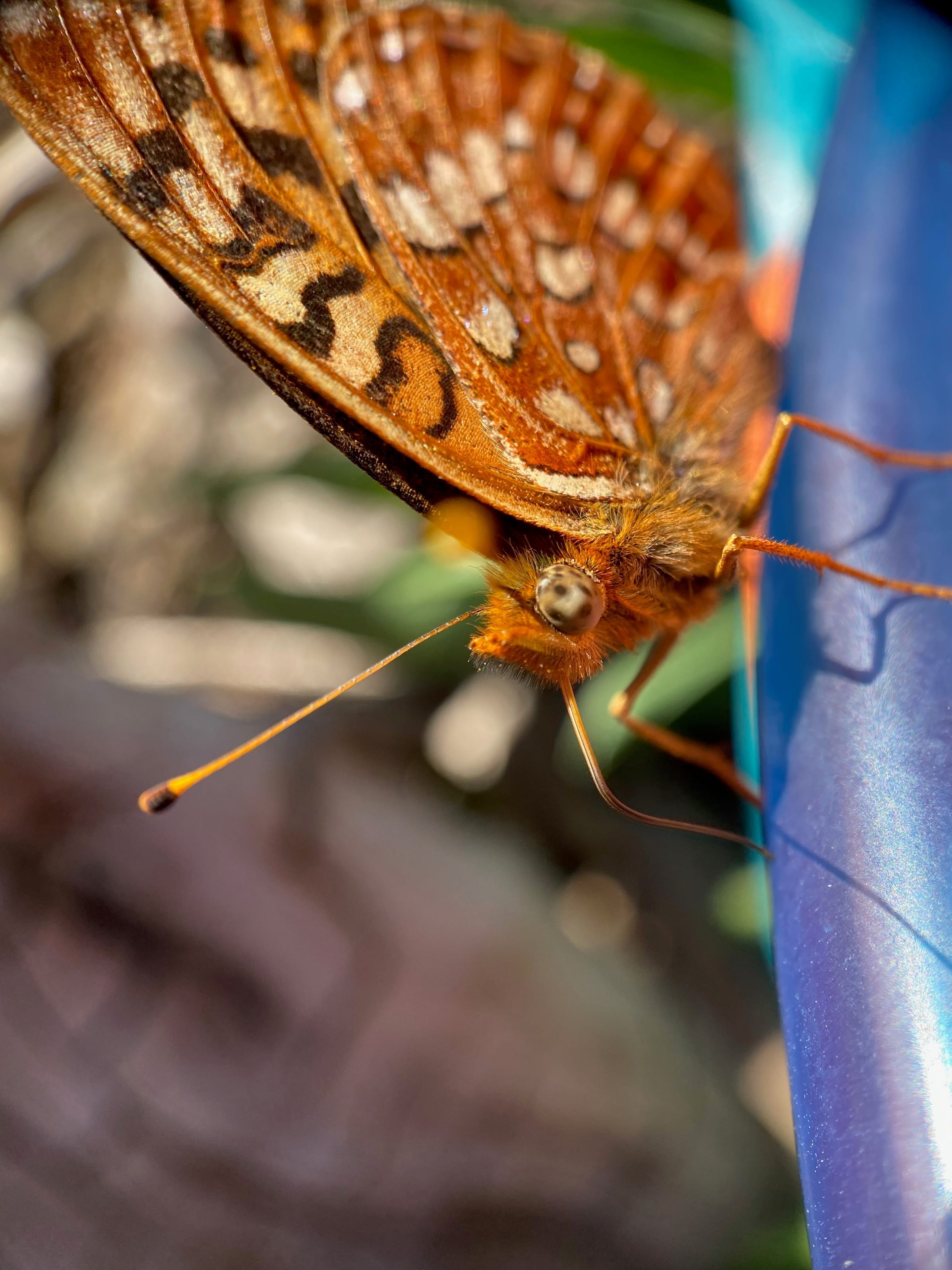 Fritillary butterfly macro on blue surface