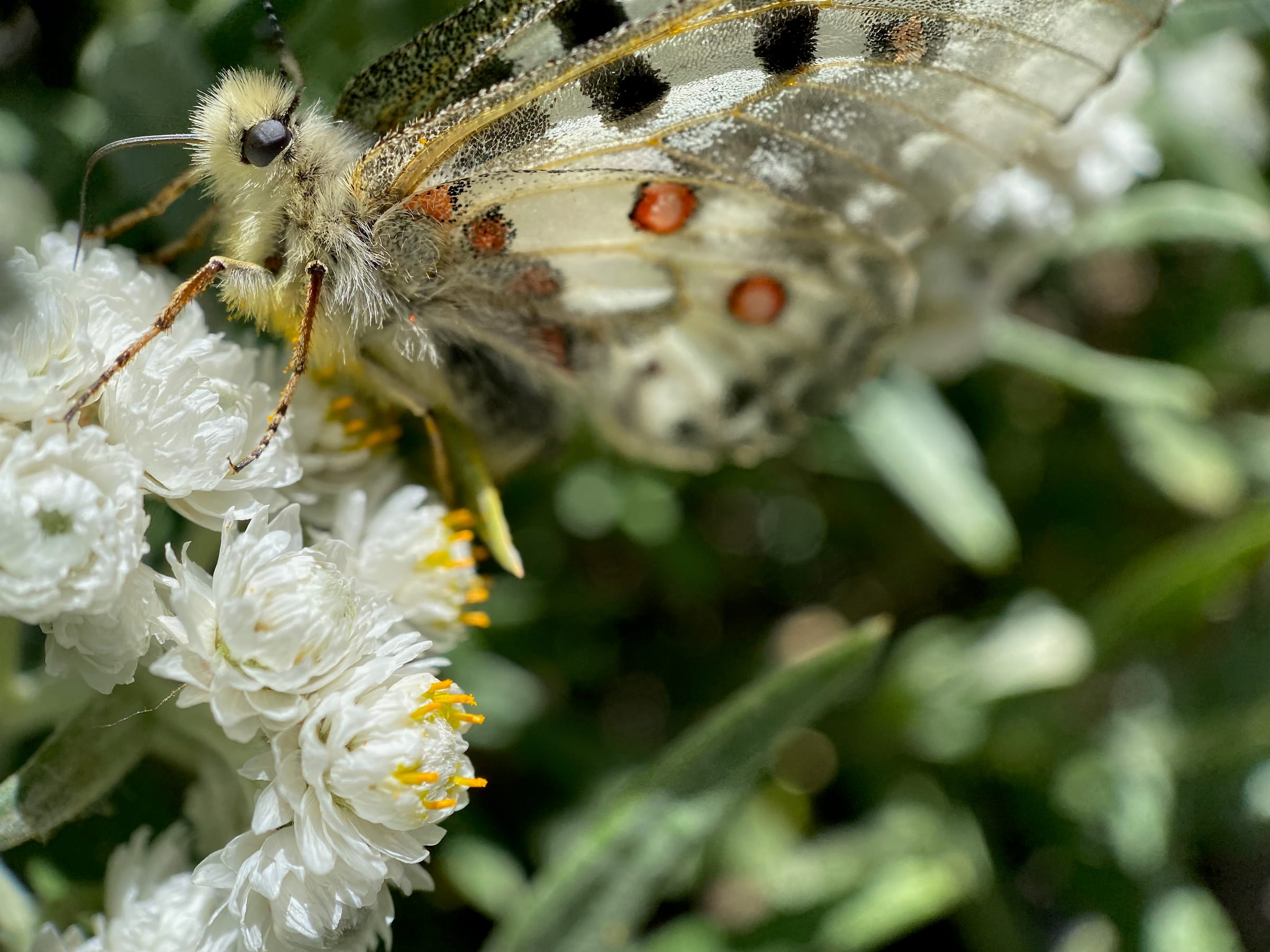 Parnassian butterfly on white flowers