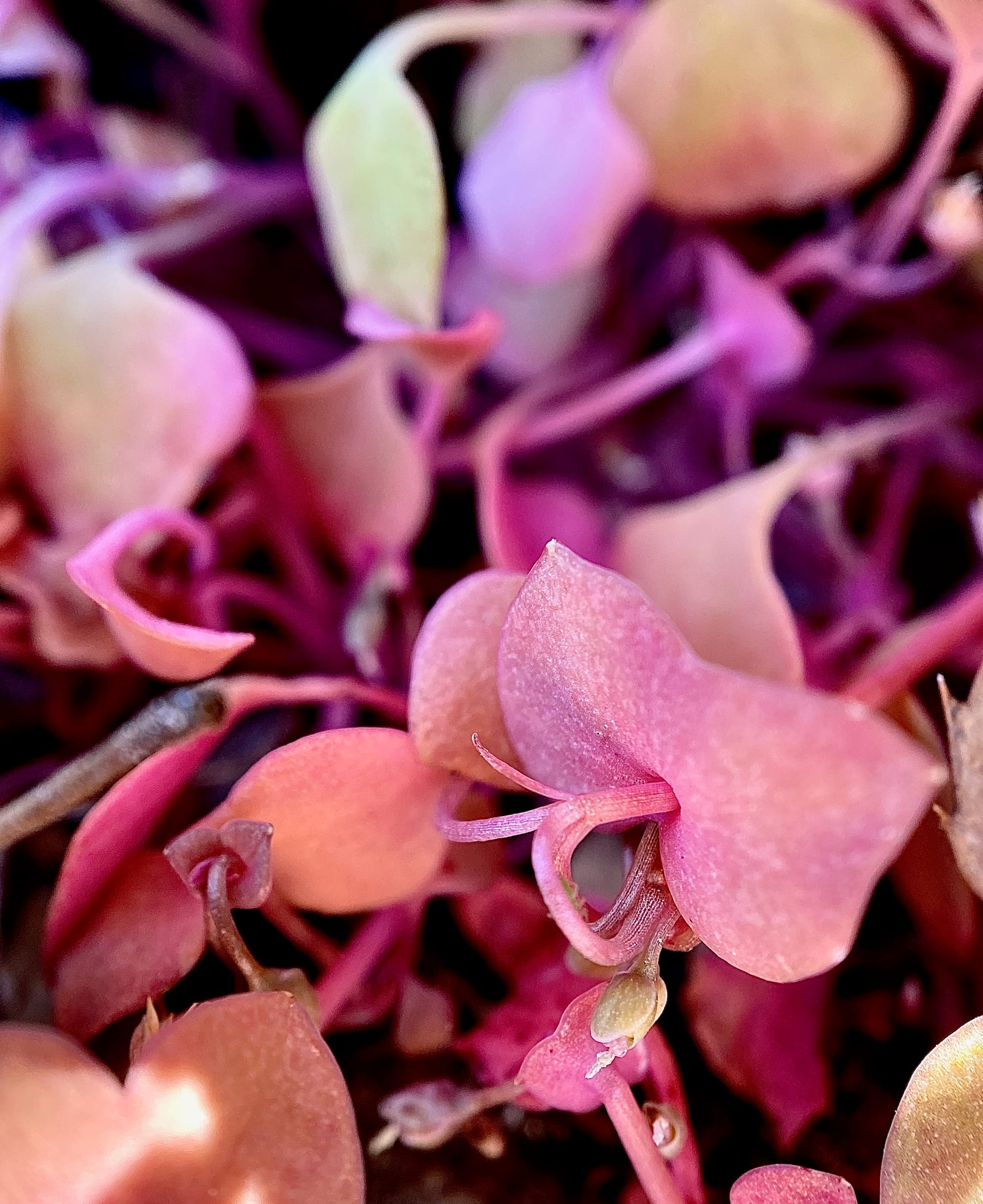 Pink microgreens in close-up