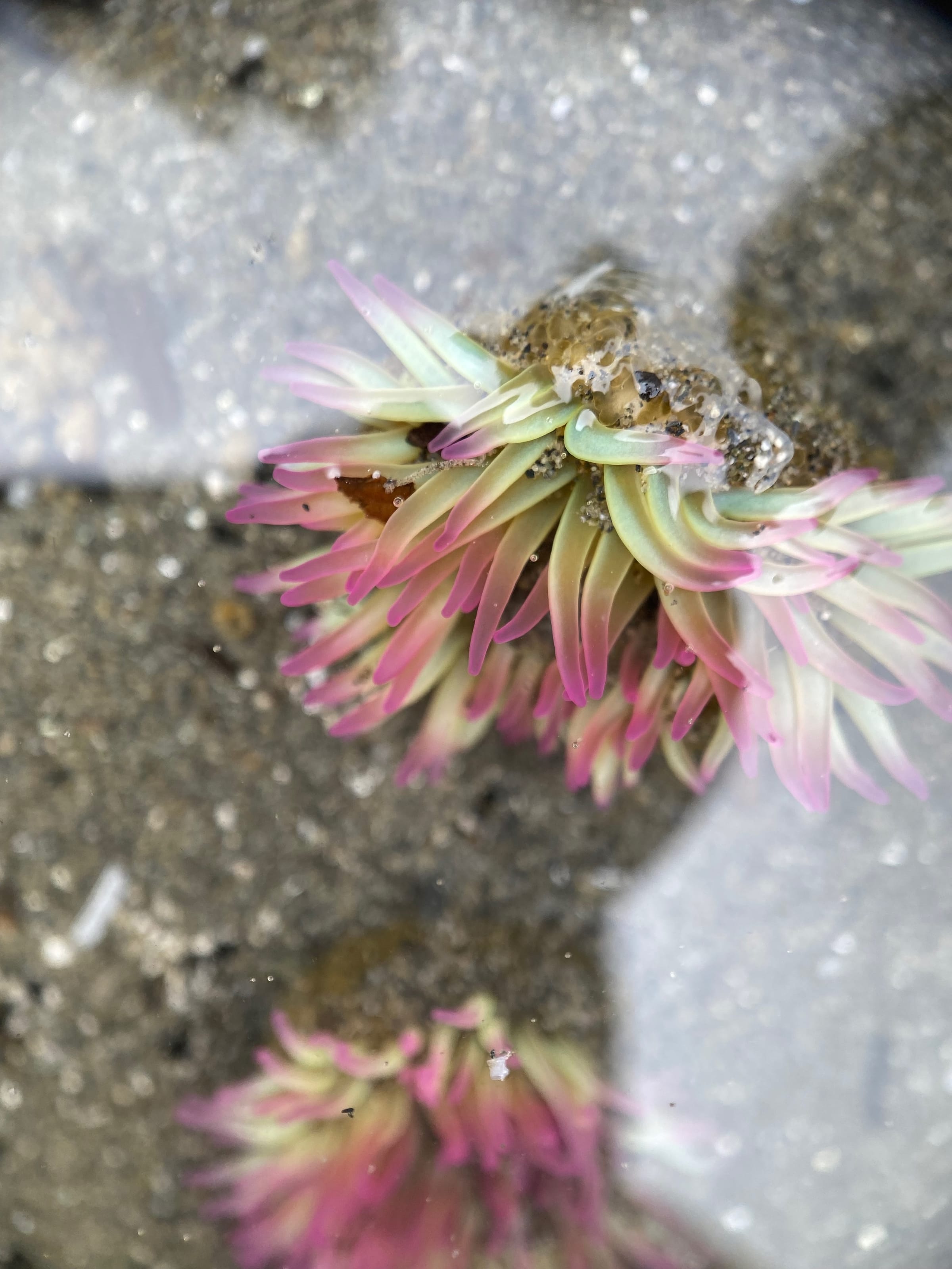 Pink-tipped sea anemones in a tidepool