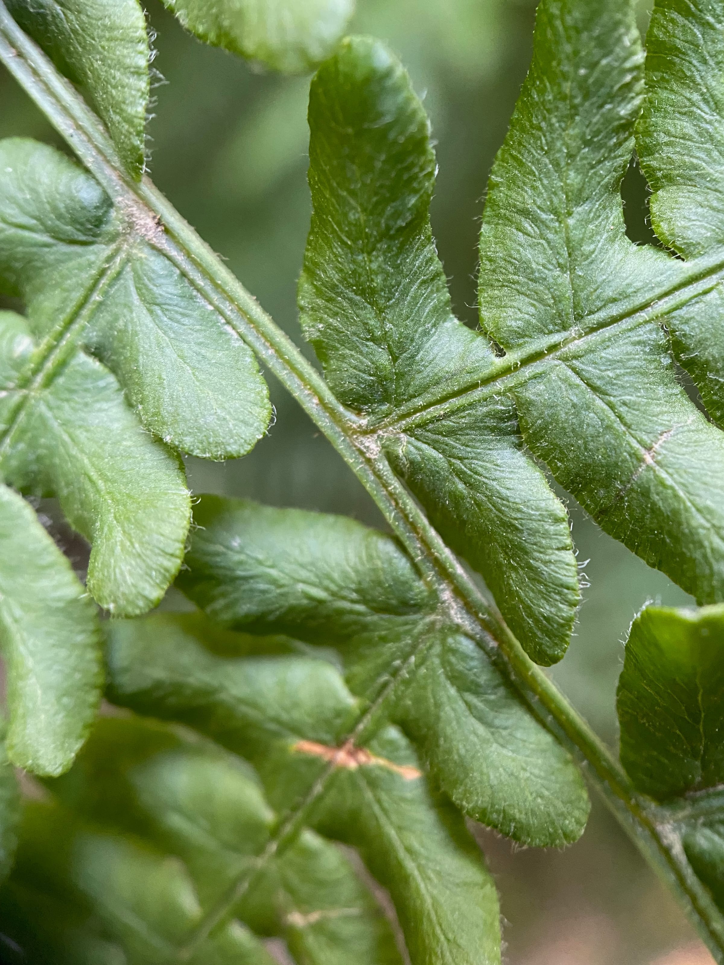 Green fern frond detail