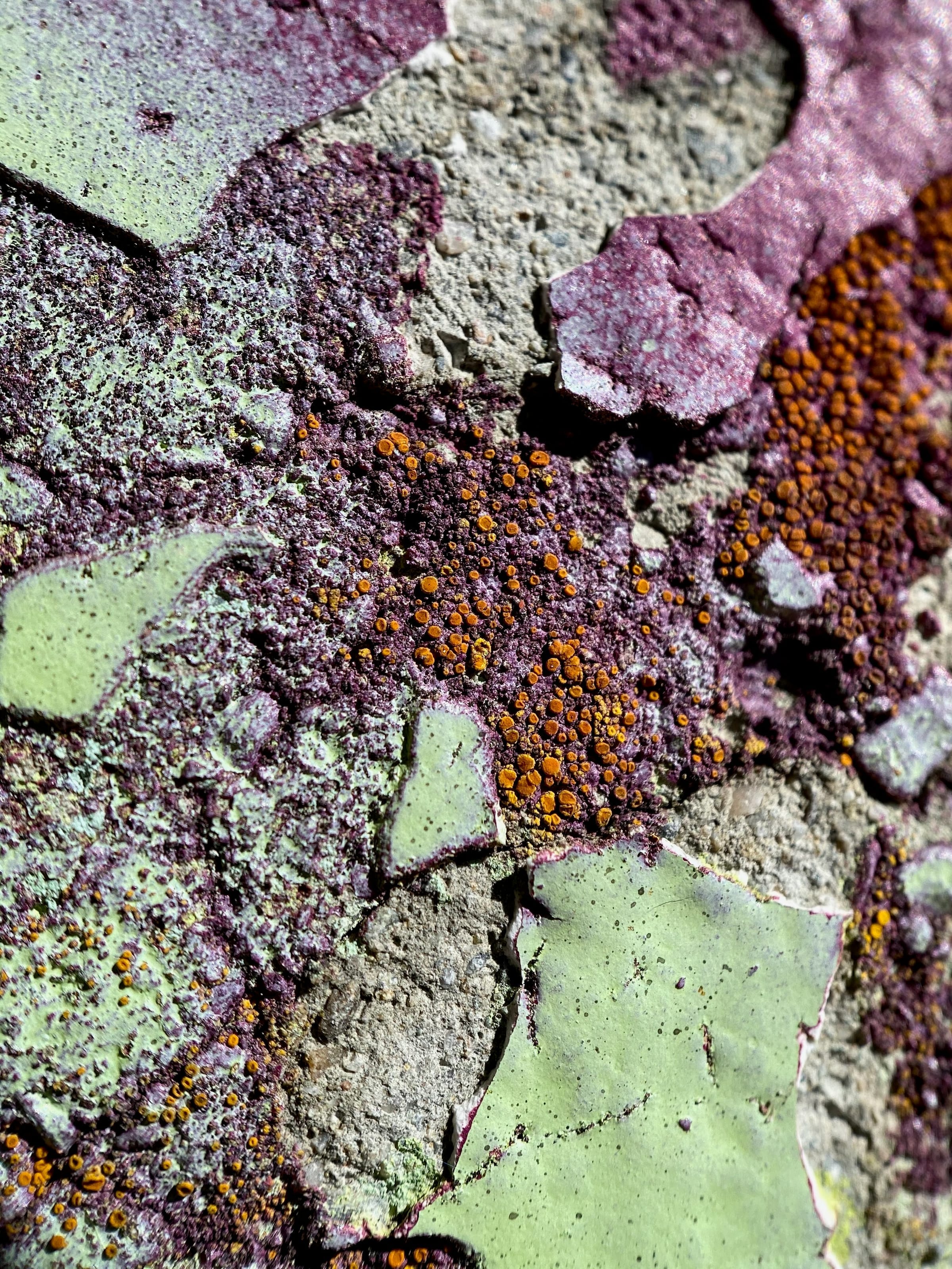 Lichen and peeling paint texture
