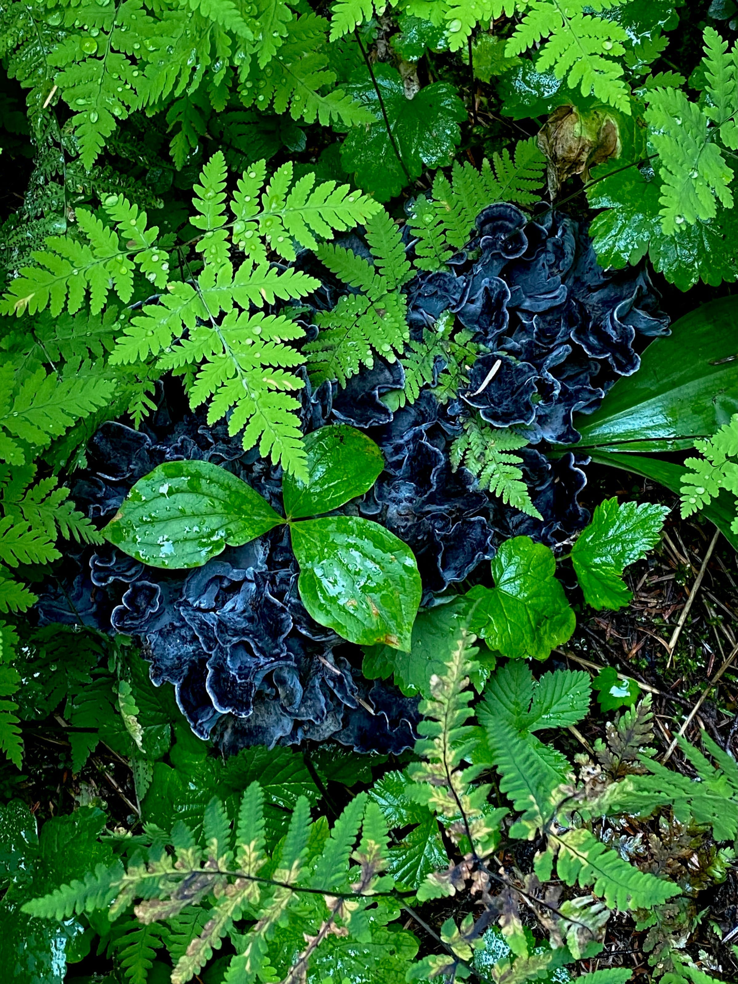 Dark fungus among ferns and green leaves