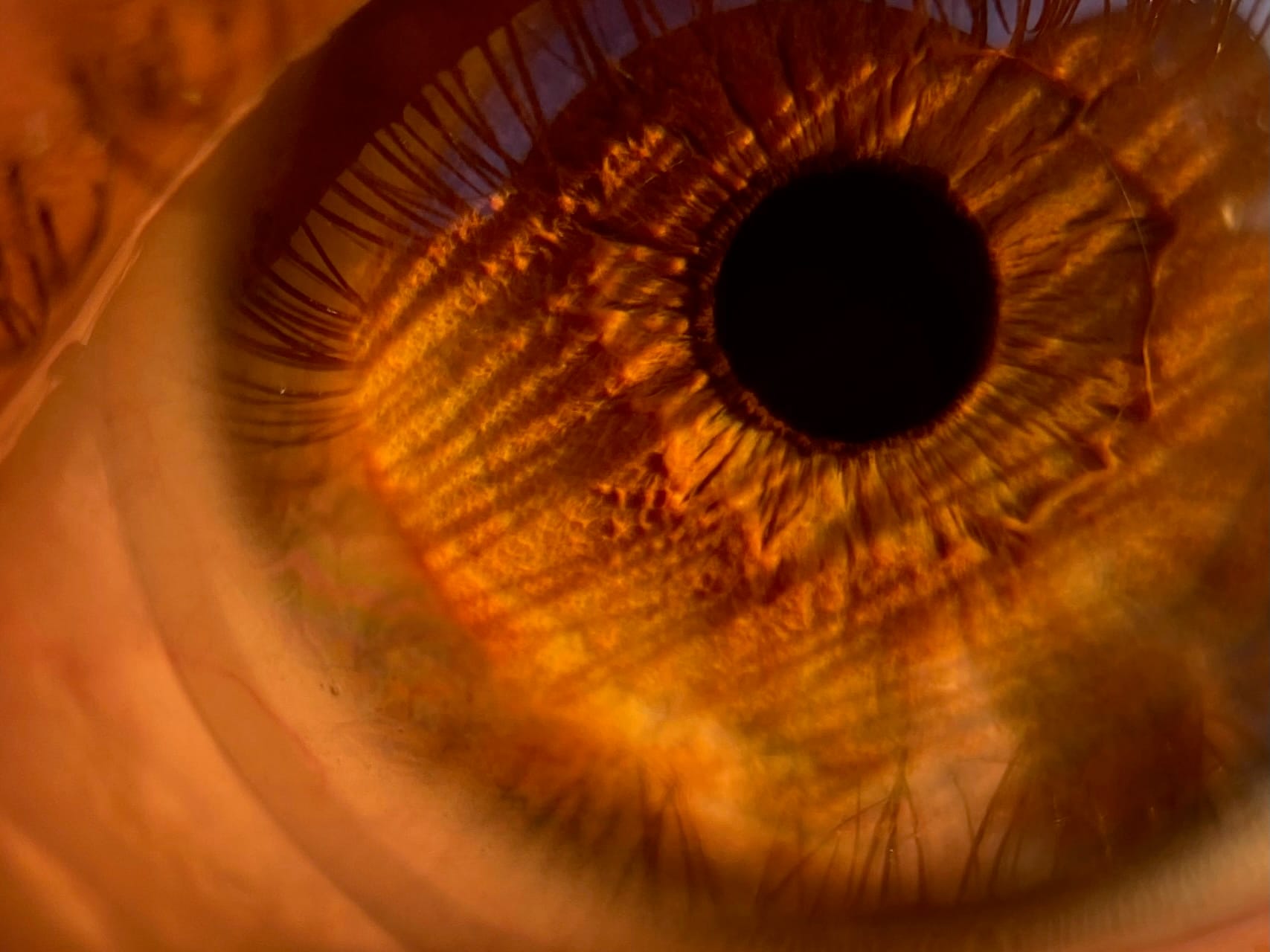 Macro of an amber iris