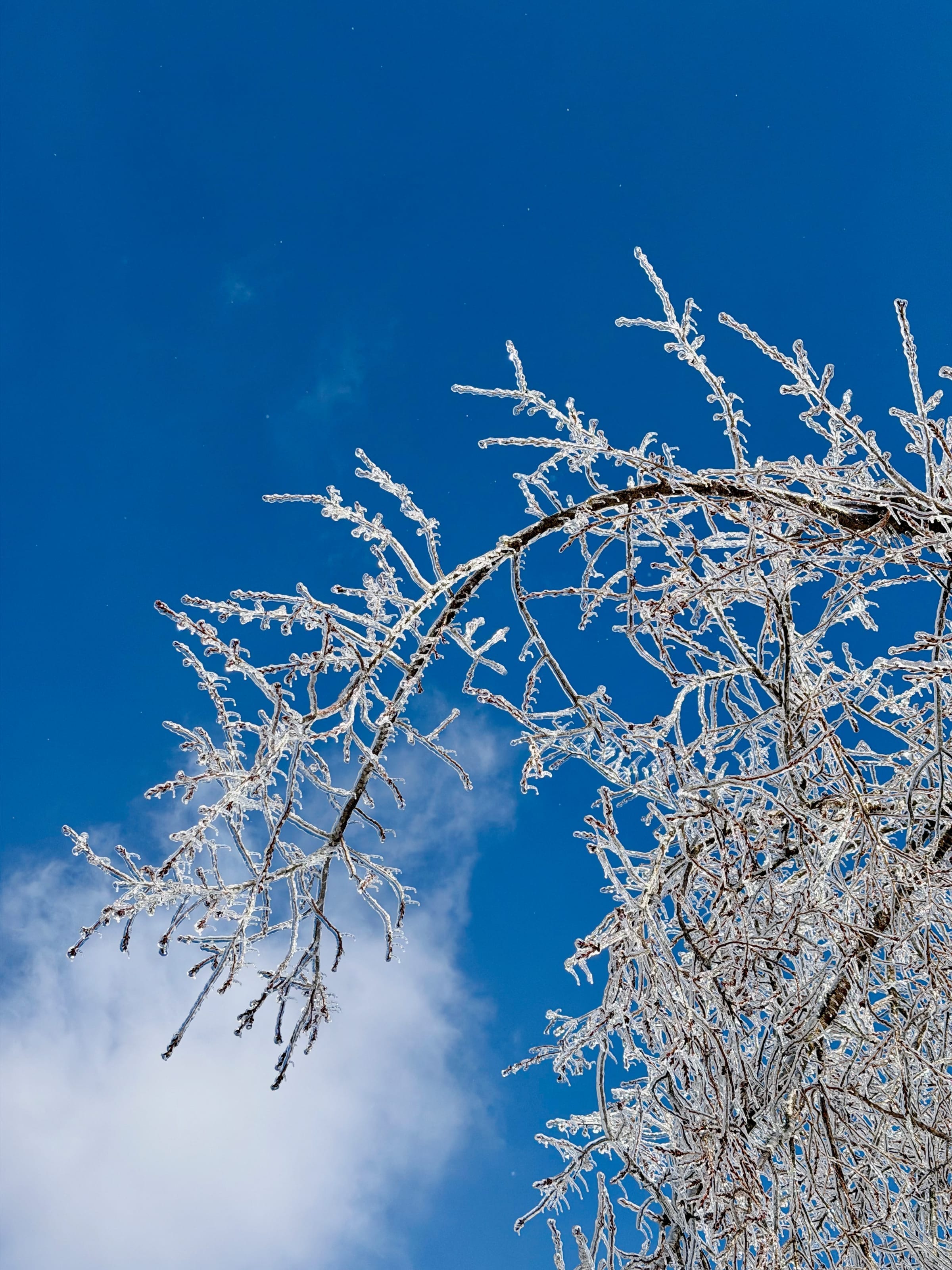Ice-covered branches against blue sky
