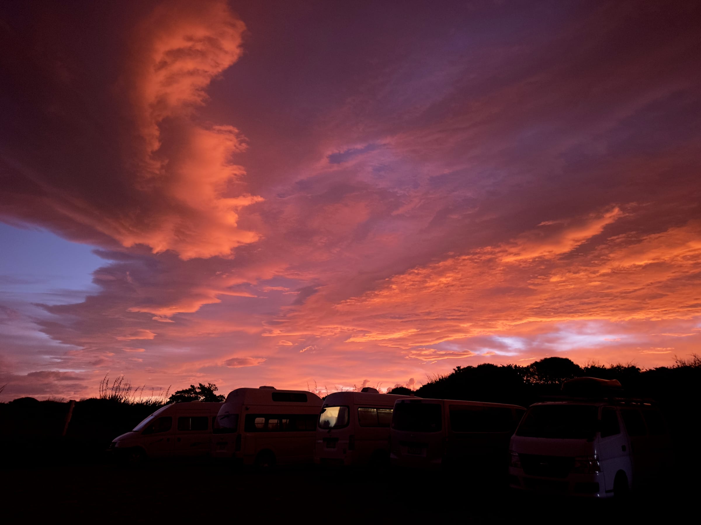 Ocean sunset silhouette with native plants