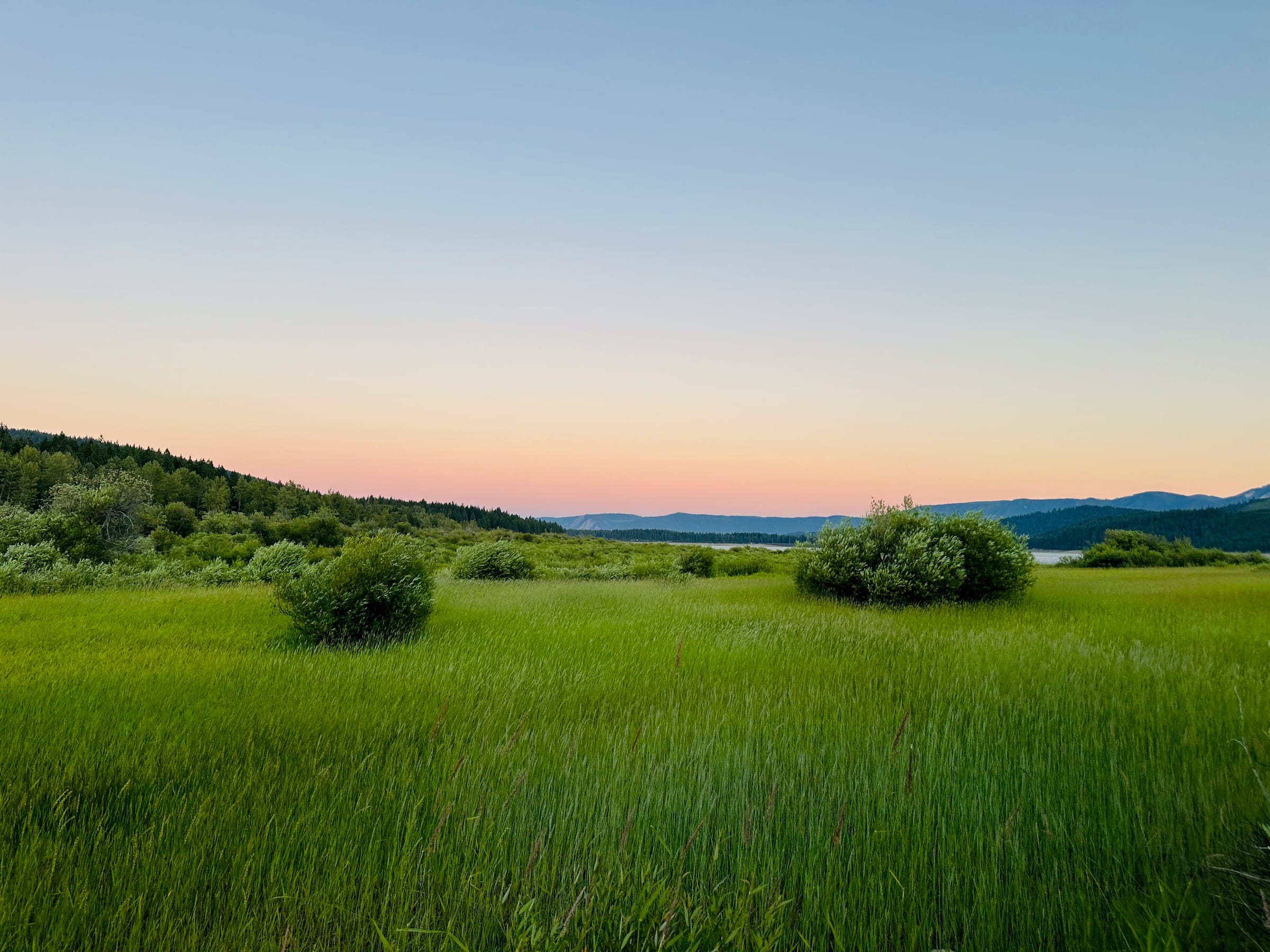 Green meadow at golden hour