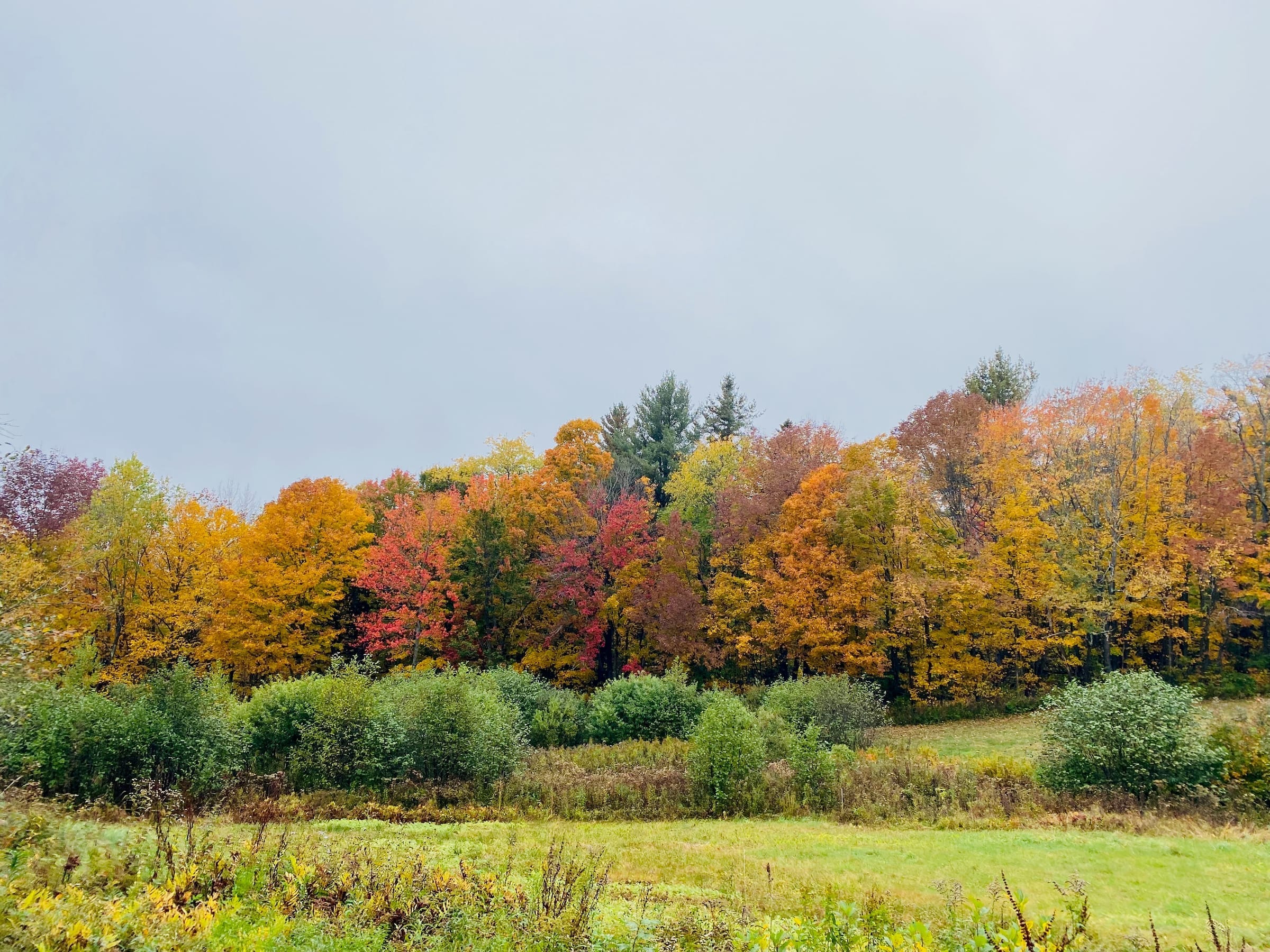Fall foliage treeline in orange and red